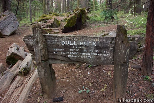 Bull Buck Tree Giant Sequoia