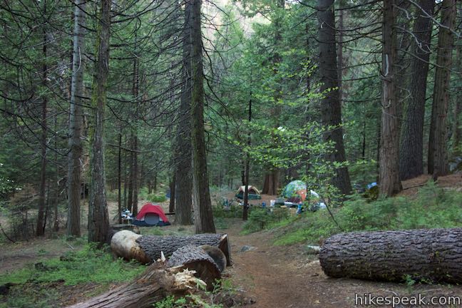 Bull Buck Tree Trail