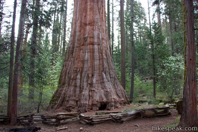 Bull Buck Tree Giant Sequoia