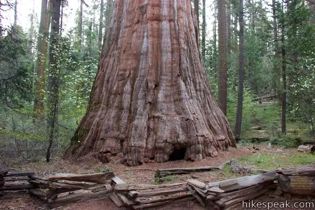 Step up to the broad, impressive base of this giant sequoia.