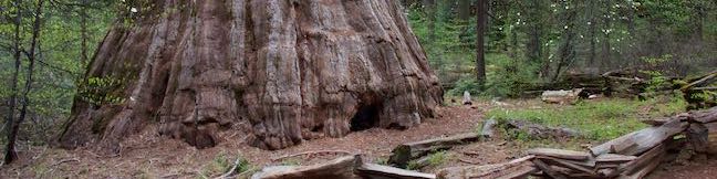 Bull Buck Tree Trail Nelder Grove Giant Sequoia Hike Sierra National Forest Oakhurst California Bull Buck Tree Loop Trail