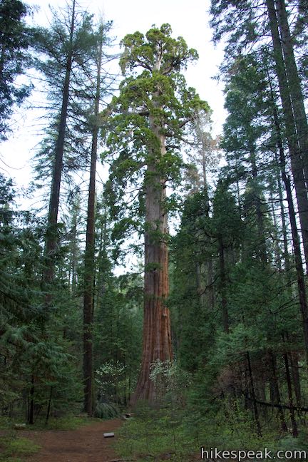 Bull Buck Tree View