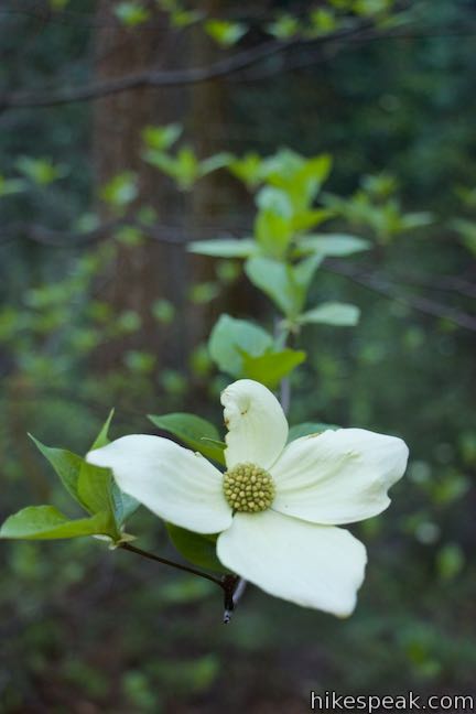 Pacific Dogwood Blossom Shadow of the Giants Trail