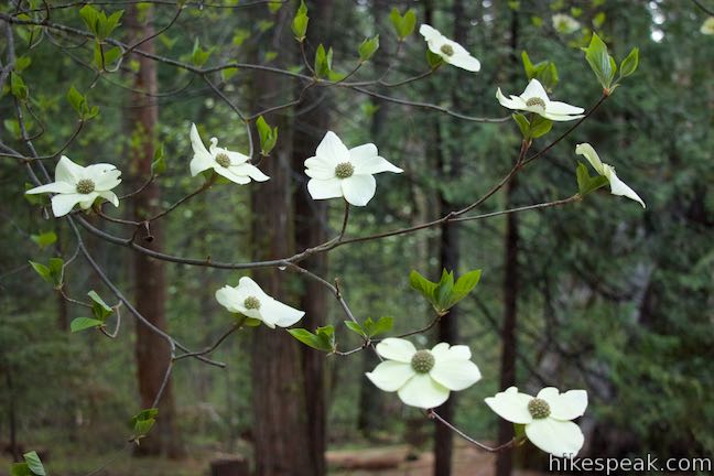Dogwood Blossoms Nelder Grove