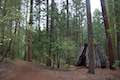 Bull Buck Tree Trail Giant Sequoia Stump