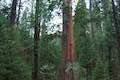 Bull Buck Tree Giant Sequoia