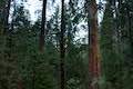 Bull Buck Tree Giant Sequoia