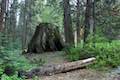 Nelder Grove Campground Giant Sequoia