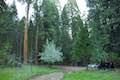 Nelder Grove Campground Sierra National Forest