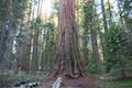 Big Ed Tree Trail Nelder Grove
