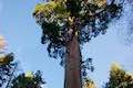 Big Ed Tree Giant Sequoia