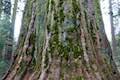 Big Ed Tree Giant Sequoia