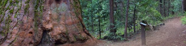 Shadow of the Giants Tree Trail Nelder Grove Giant Sequoia Hike Sierra National Forest Oakhurst California Shadow of the Giants Nature Trail