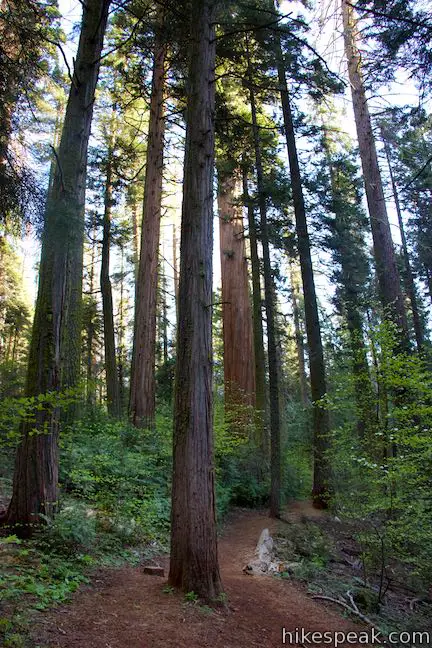 Giant Sequoia Shadow of Giants Trail