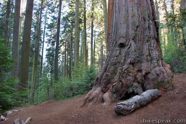 Giant Sequoia Shadow of the Giants Trail