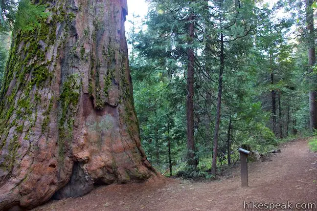 Learn all about giant sequoias along this self-guided nature trail loop.