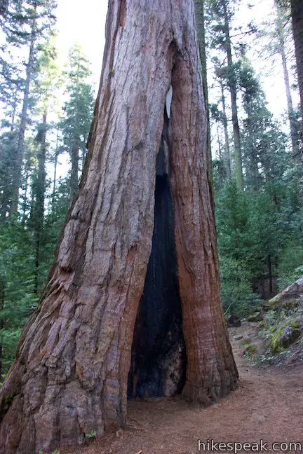 Giant Sequoia Shadow of the Giants Trail