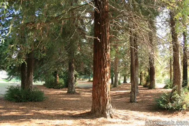 This level 2.5-mile round trip hike visits a small grove of small coastal redwoods in Carbon Canyon Regional Park that is the largest grove of these large trees in Southern California.