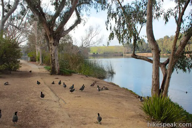 This level and easy 3/4-mile loop circles a small lake in Huntington Beach Central Park.