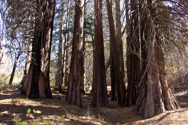 See a planted grove of giant sequoias along with native trees on a nature trail through Heaps Peak Arboretum.