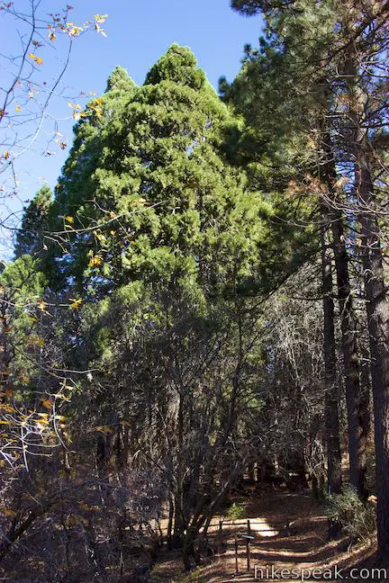 Heaps Peak Arboretum Sequoia Trail