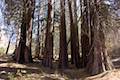 Heaps Peak Arboretum Giant Sequoia Grove