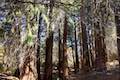 Heaps Peak Arboretum Giant Sequoia Grove