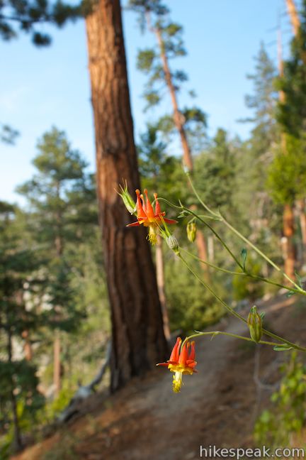 Western columbine Marion Mountain Trail