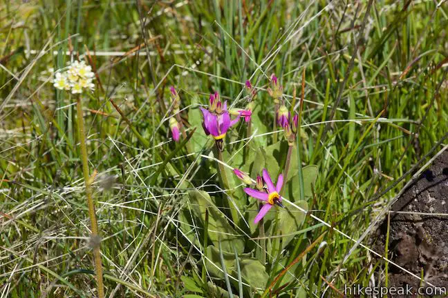 Catherine Creek Trail Shooting stars