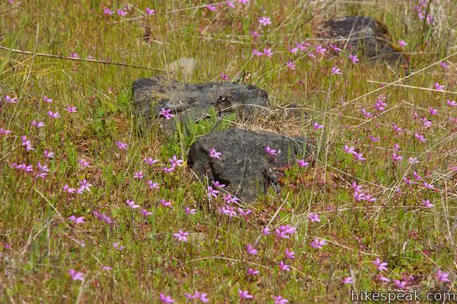 Catherine Creek Wildflower Hike