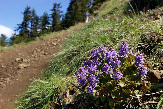 Columbia kittentails Wildflower Bloom Dog Mountain Trail