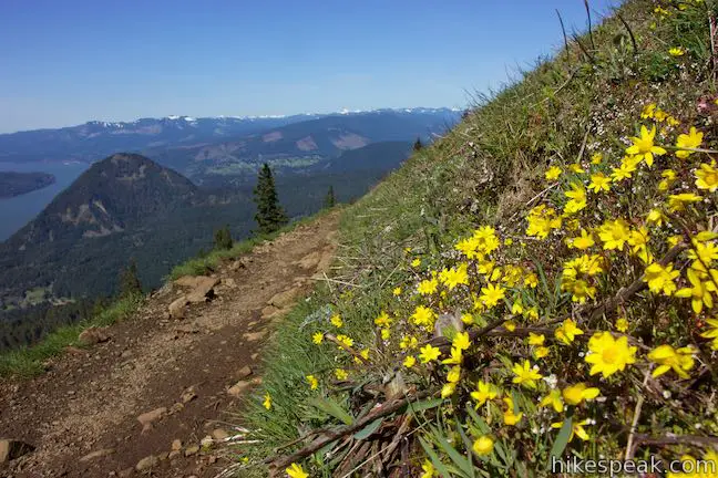 Yellow Balsamroot Wildflower Bloom Dog Mountain Trail