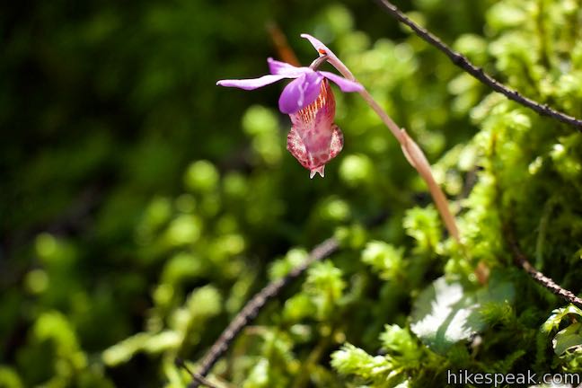 Fairy Slipper Orchid Wildflower