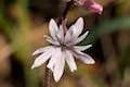 Slender Woodland Star Wildflower