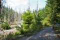 June Lake Trail