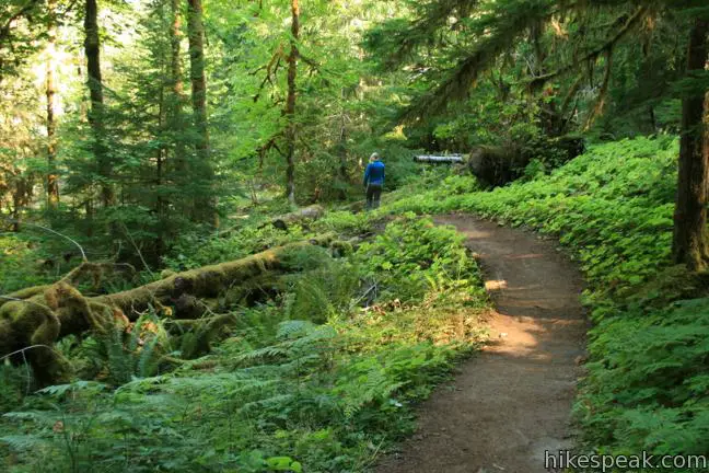 Hot Springs Nature Trail Mount Rainier Washington