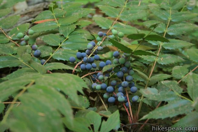 Oregon grapes along the trail