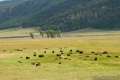 Lamar Valley Yellowstone Bison Herd