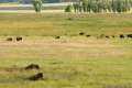 Lamar Valley Yellowstone Bison Herd