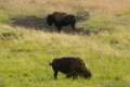 Lamar Valley Yellowstone Bison Herd