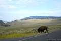 Lamar Valley Yellowstone Bison Herd