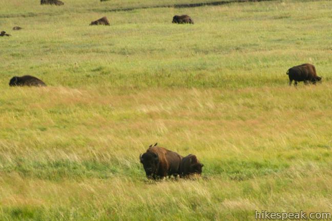 Yellowstone Bison Lamar Valley