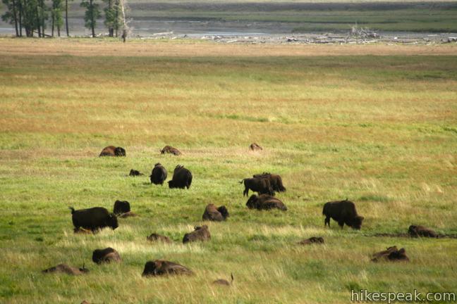 Yellowstone Bison Lamar Valley