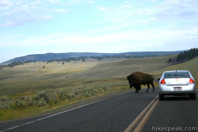 Yellowstone Bison Lamar Valley