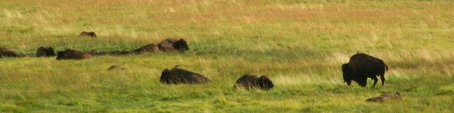 Lamar Valley Bison Herd Yellowstone National Park