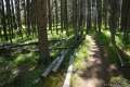 Riddle Lake Trail Yellowstone