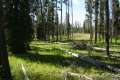 Riddle Lake Trail Yellowstone