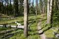 Riddle Lake Trail Yellowstone