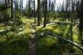 Riddle Lake Trail Yellowstone