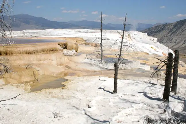 Canary Spring Yellowstone